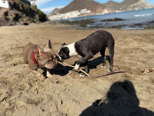 Mit Tina(Französische Bulldogge) in Alicante