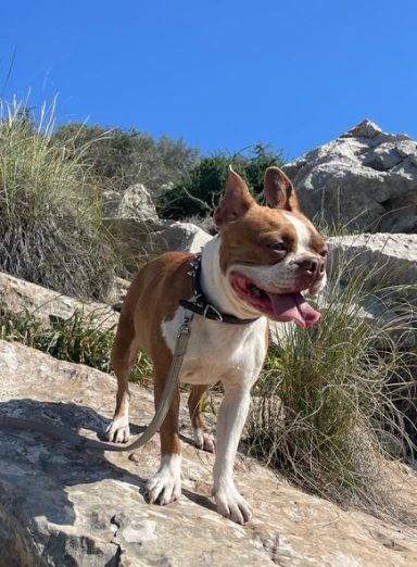 Doro beim Wandern in Malaga