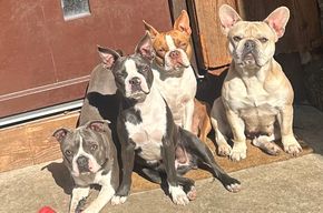 Taylor-Vronie,Doro und Lani unsere Bulldogge