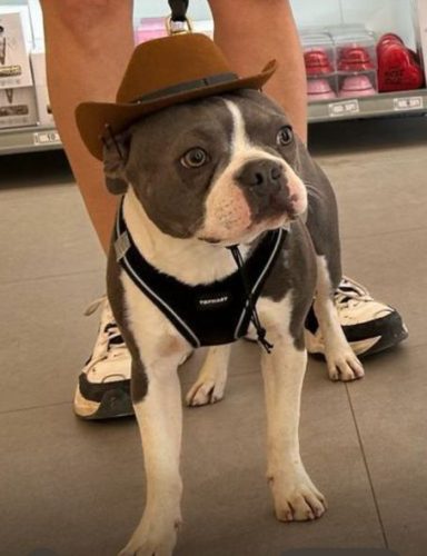 Unser cowboy