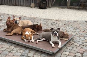 Das Veterinäramt sagt pro Hund ein Liegebrett-läuft richtig toll bei uns